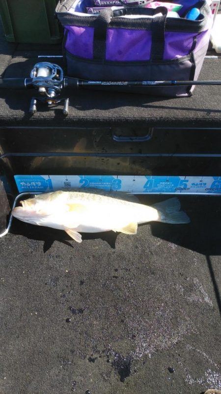 北山田50~37cm７本