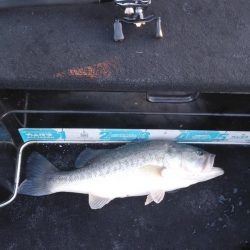 北山田50~40cm 4本