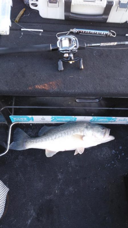 北山田50~40cm 4本