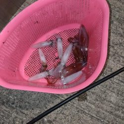 ヒイカ、時々セイゴちゃん。