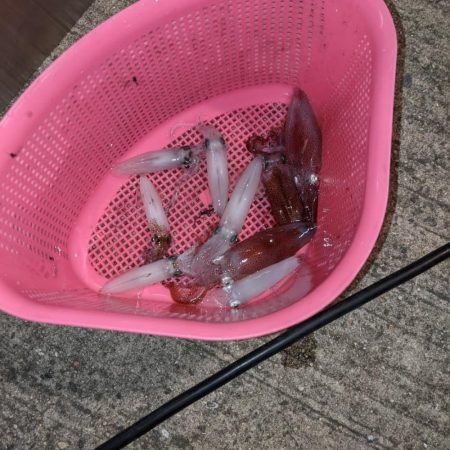 ヒイカ、時々セイゴちゃん。