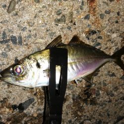 メバルが釣れ始めました