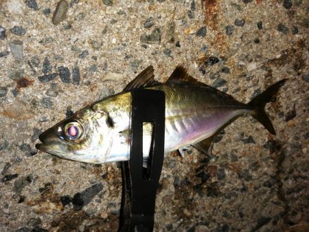 メバルが釣れ始めました