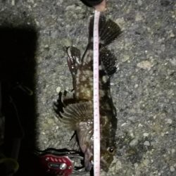 2021/11/18 南港ヘチ釣り~根魚狙い