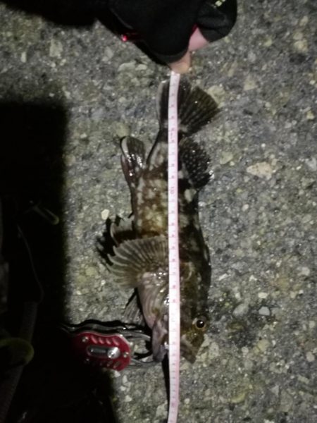 2021/11/18 南港ヘチ釣り～根魚狙…