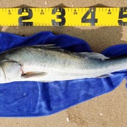 卵持ちシーバス