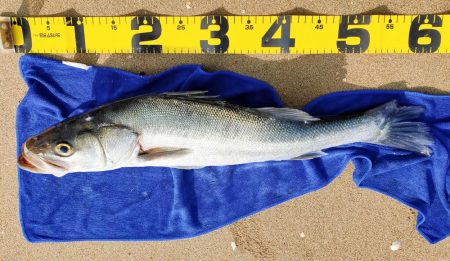 卵持ちシーバス