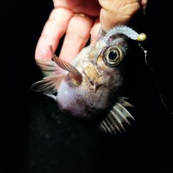 爆風メバリング