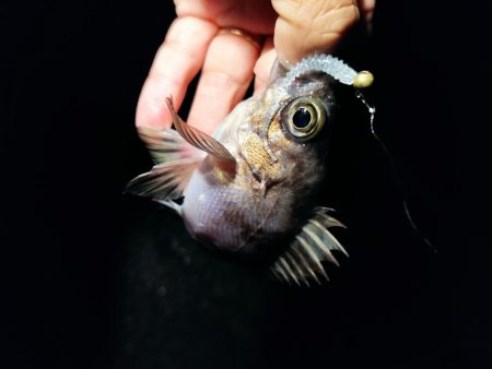 爆風メバリング