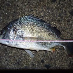 2021/11/26 南港ヘチ釣り