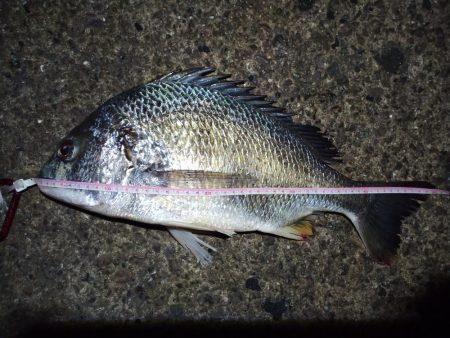 2021/11/26 南港ヘチ釣り