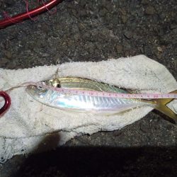 2021/11/27 南港アジング釣行