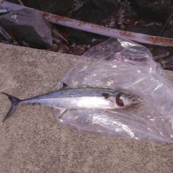 宮津～舞鶴ショアジギランガン