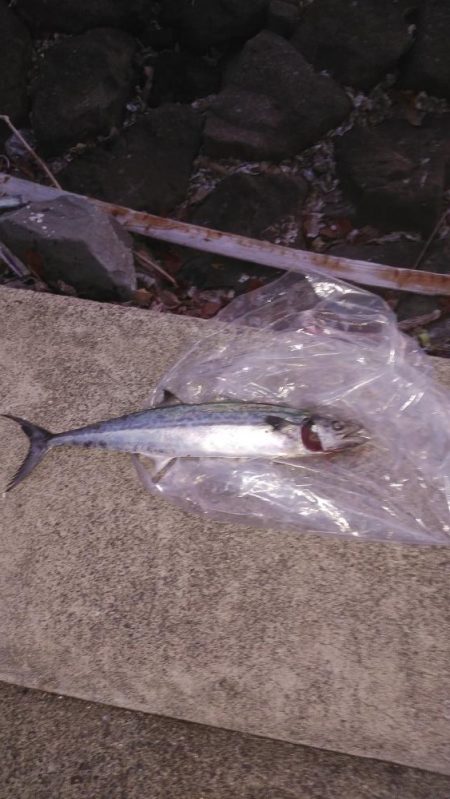 宮津～舞鶴ショアジギランガン