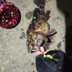 2021/11/28 南港ヘチ釣り～根魚狙い