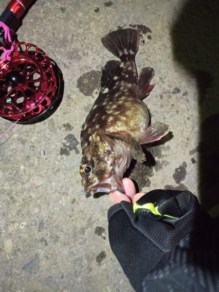 2021/11/28 南港ヘチ釣り～根魚狙…