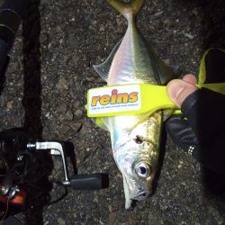 2021/11/29 南港アジング釣行