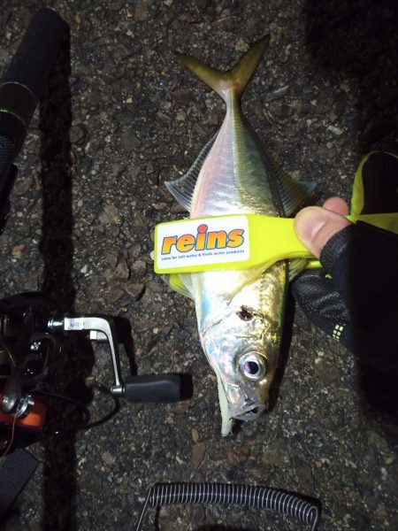 2021/11/29 南港アジング釣行