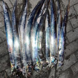 タチウオ、いますが、釣り方次第です