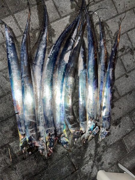 タチウオ、いますが、釣り方次第です