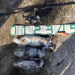 2020 佐渡ヶ島エギング 41回目