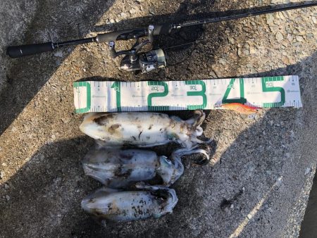 2020 佐渡ヶ島エギング 41回目