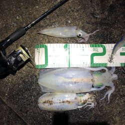 2021佐渡ヶ島 エギング　43回目