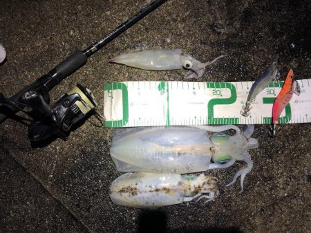 2021佐渡ヶ島 エギング　43回目