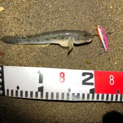 シーバスとハゼ