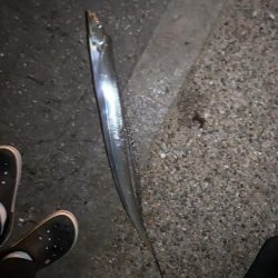 夫婦でタチウオ釣り