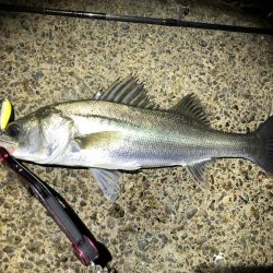 シーバス　風が強い夜でした