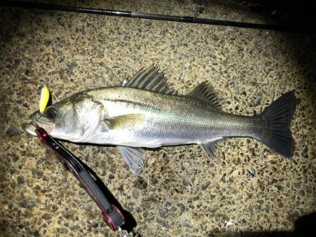 シーバス　風が強い夜でした