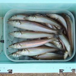 落ちギス釣り 終了の気配