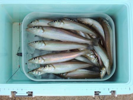 落ちギス釣り　終了の気配