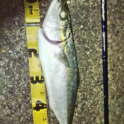 ぶら青物？！！