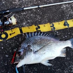 ぶら河川調査!!