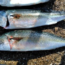 大サバ・中サバ・サバ・サバ時々タチウオ 明けるとサヨリ