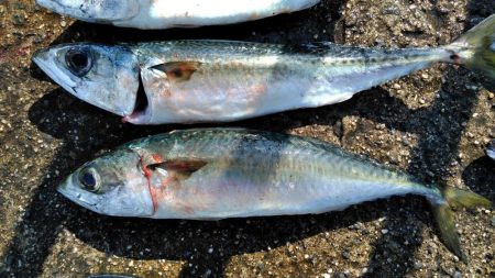 大サバ・中サバ・サバ・サバ時々タチウオ 明けるとサヨリ