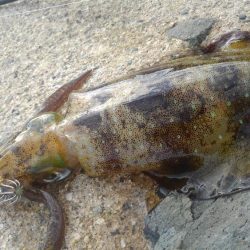 丹後半島遠足??