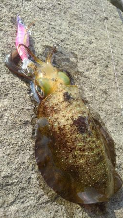 なんとかキャッチ～✌…