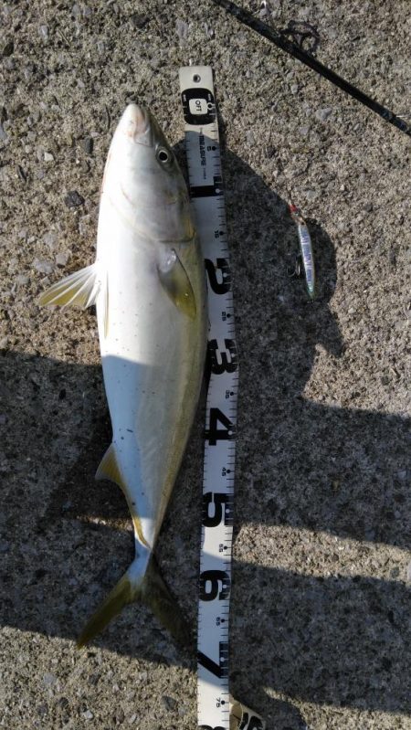 ミノーで、食わない！