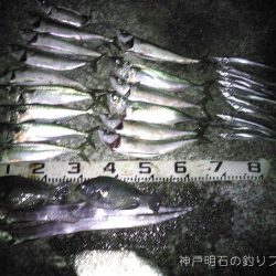 秋の大サバ爆釣〜！