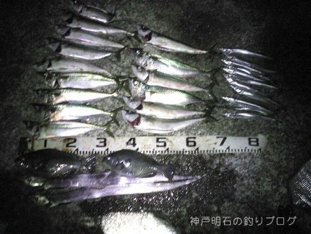 秋の大サバ爆釣〜！