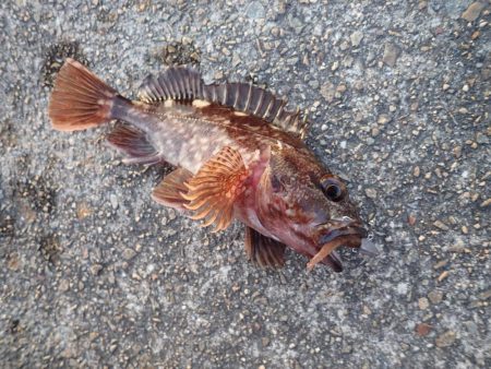 復調してきましたよ！　ライトワインドパラダイス！