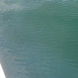 メーターオーバー捕獲に成功！