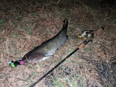 拝啓カンパリ様