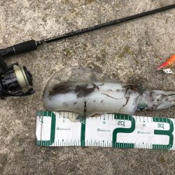 2021佐渡ヶ島 エギング　45回目