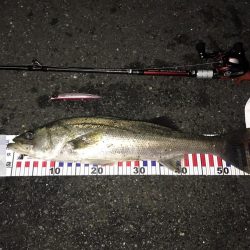 久しぶりに釣れたシーバス