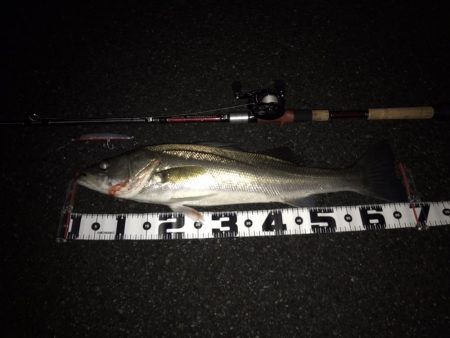 シーバス　６８cm