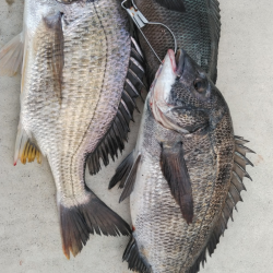 タナはもう、どん底